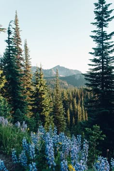 Description of image